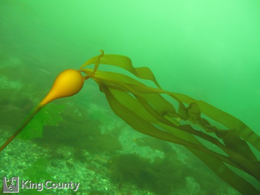 Photo of Nereocystis luetkeana